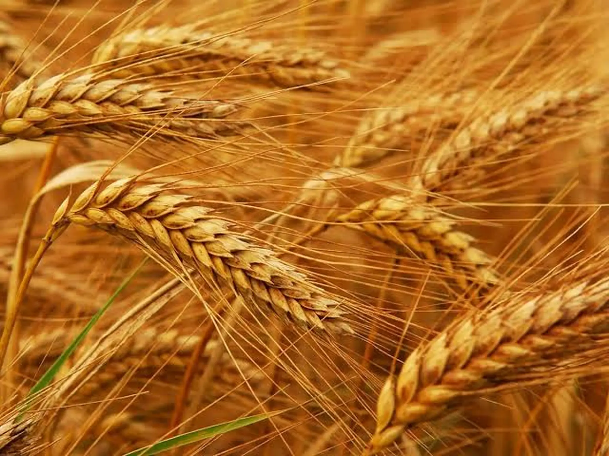 أسعار القمح اليوم الجمعة 2 سبتمبر 2022 بالاسواق المحليه