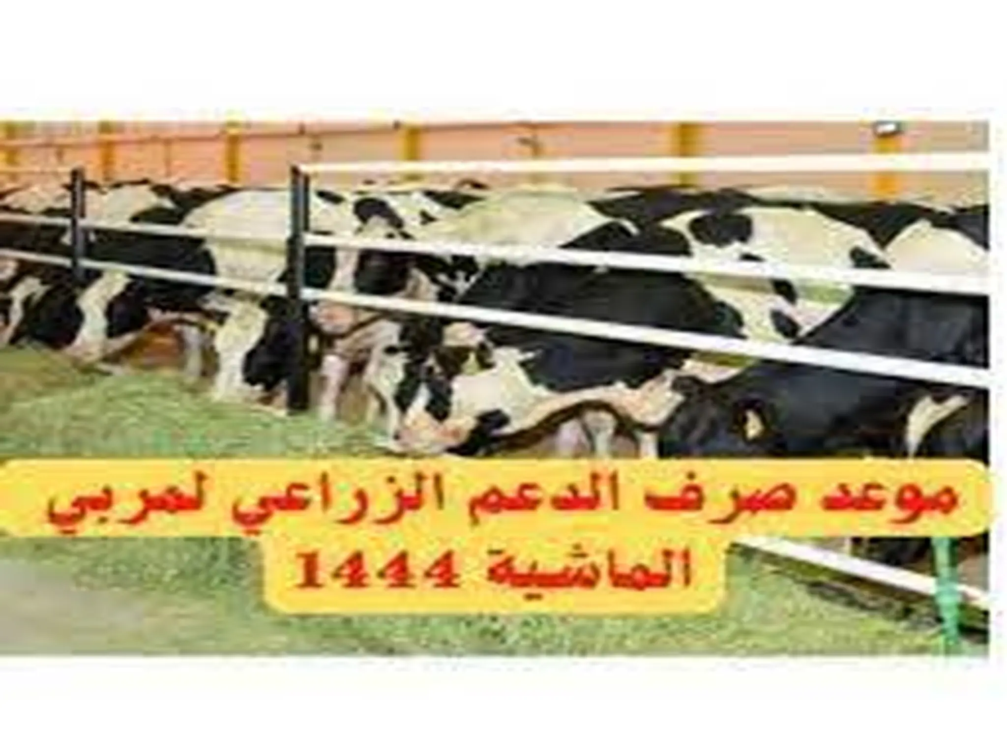 موعد صرف إعانة مربي الماشية 1444-2022