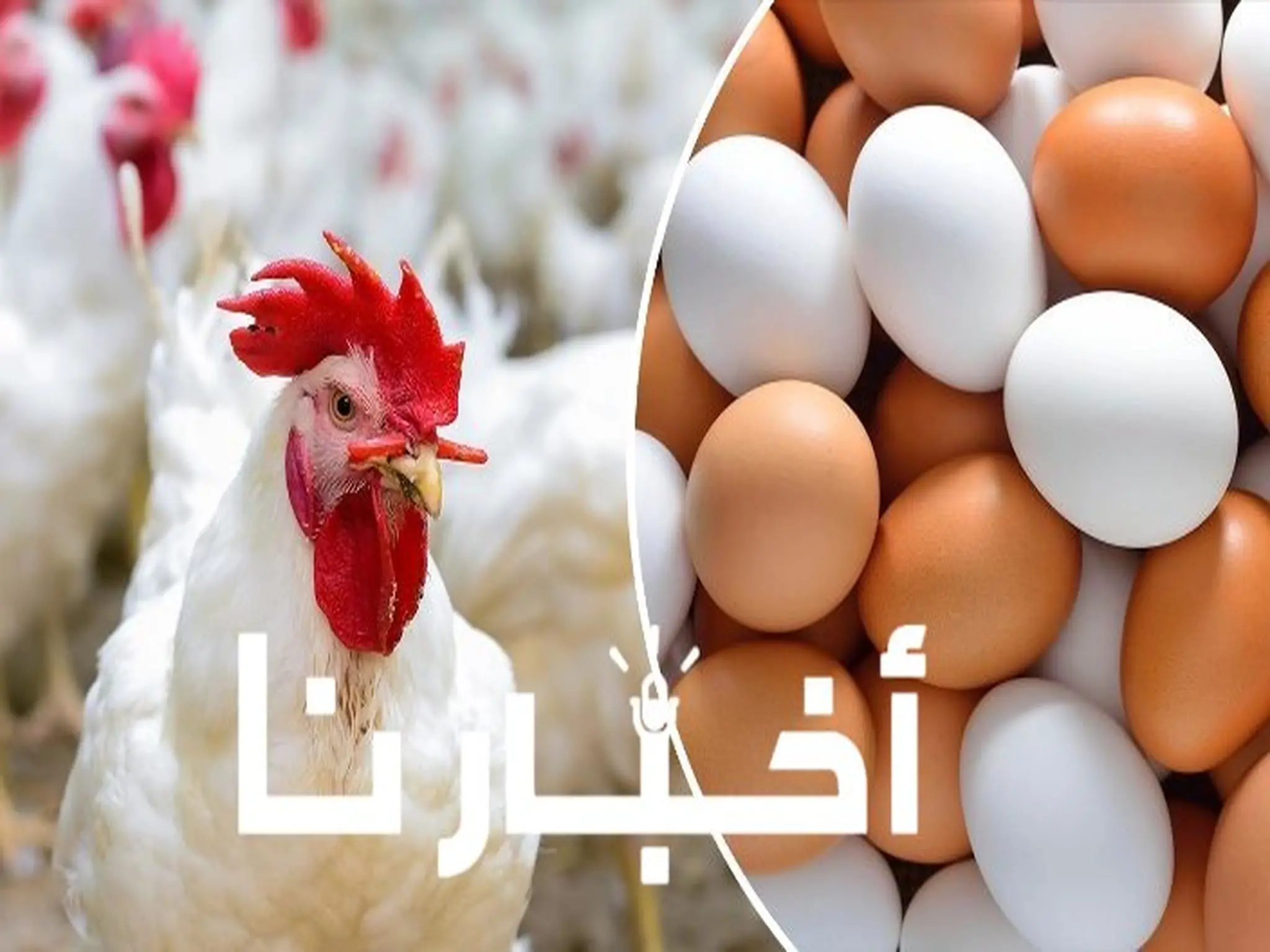 تطورات  جديدة في أسعار الدواجن والبيض اليوم في السوق المصري