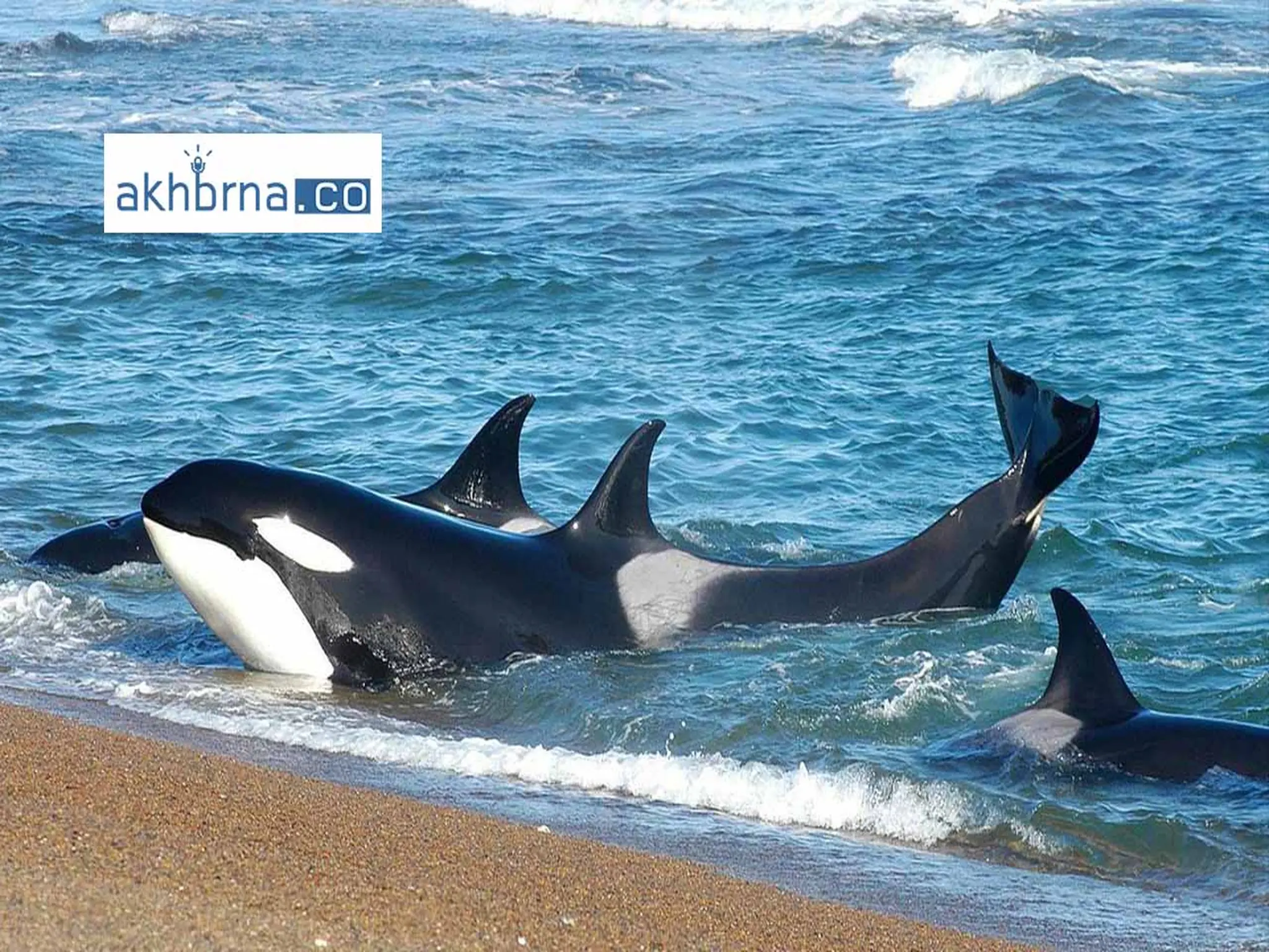 warns against swimming off the coast of Abu Dhabi Because of the deadly orca whales