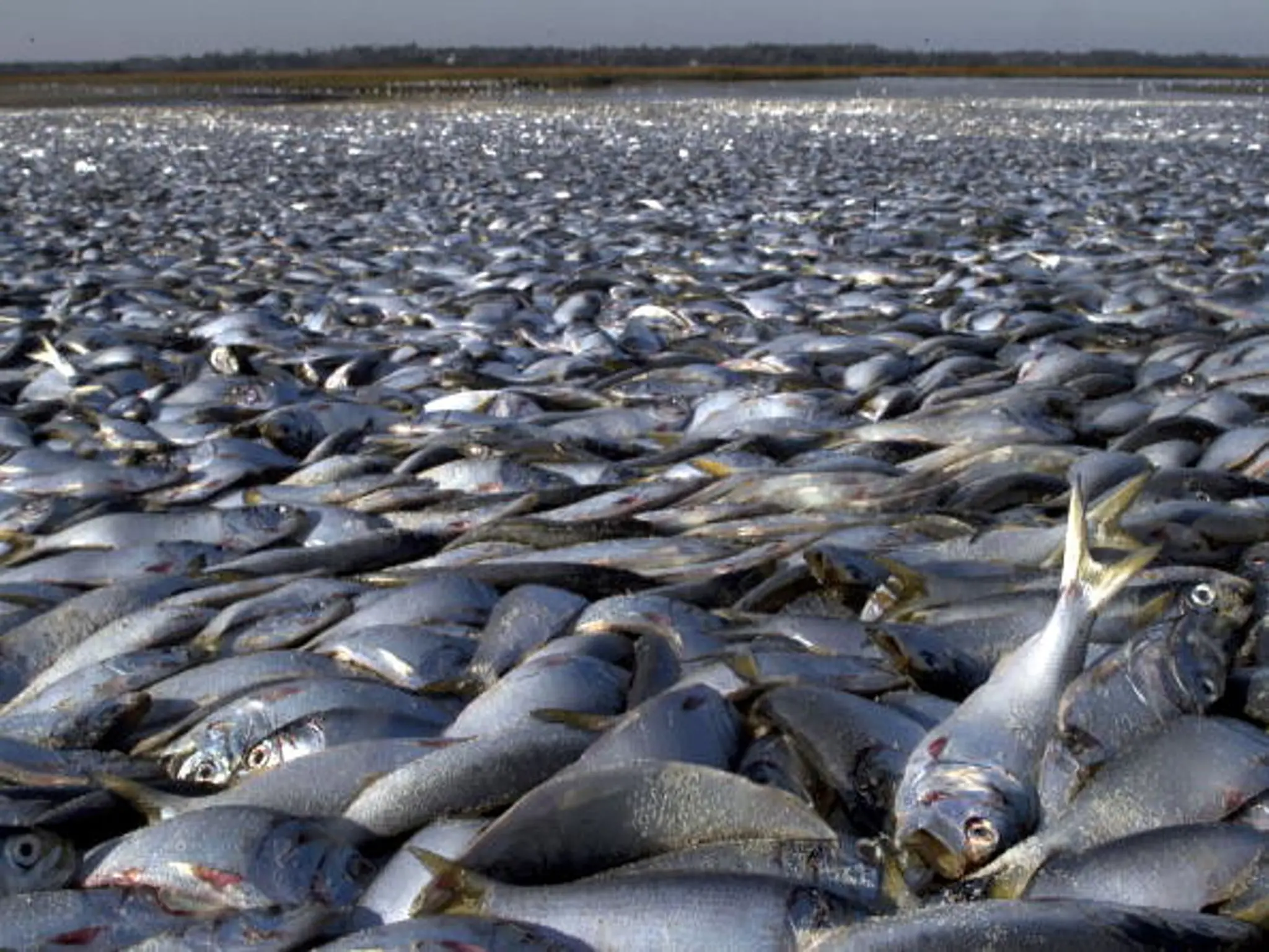 Texas coastline is littered with tons of fish dead