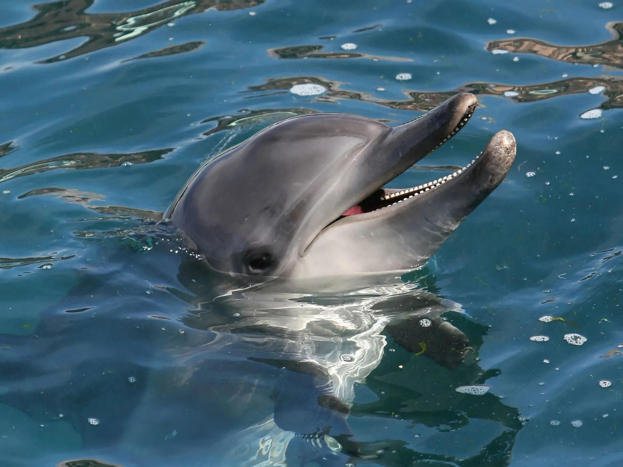 Urgent.. A dolphin attacks a man off the coast of Japan and breaking his bones.