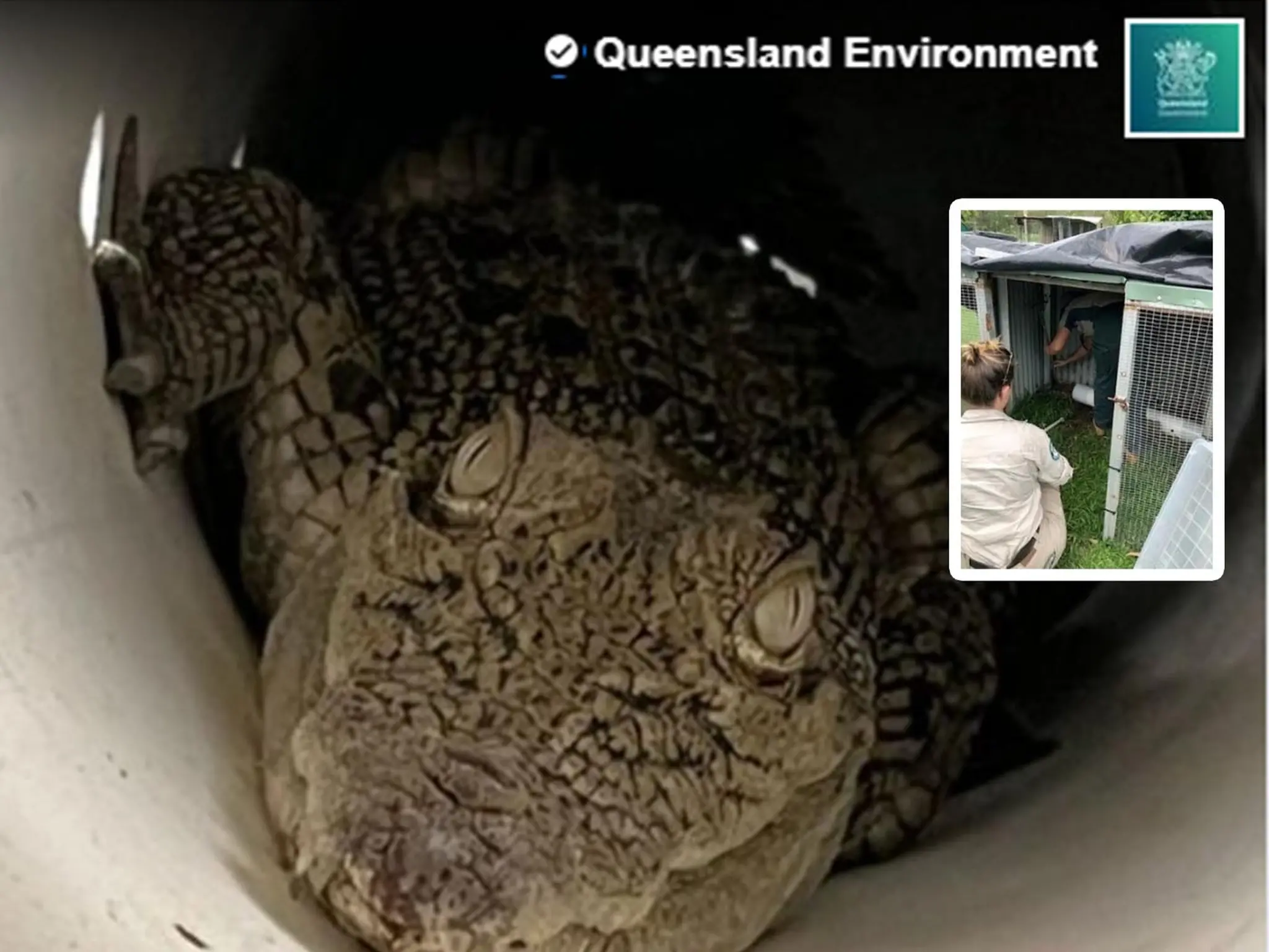 Shock and horror in Australia after a 3-foot crocodile was discovered inside a house